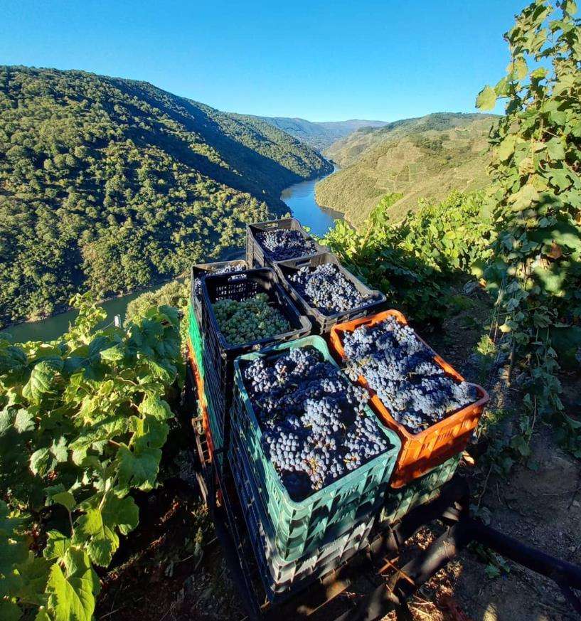 Adega Terra Brava en Sober