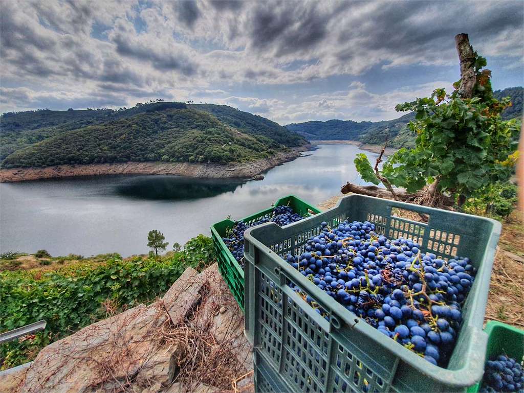 Adegas e Viñedos Lareu en Chantada