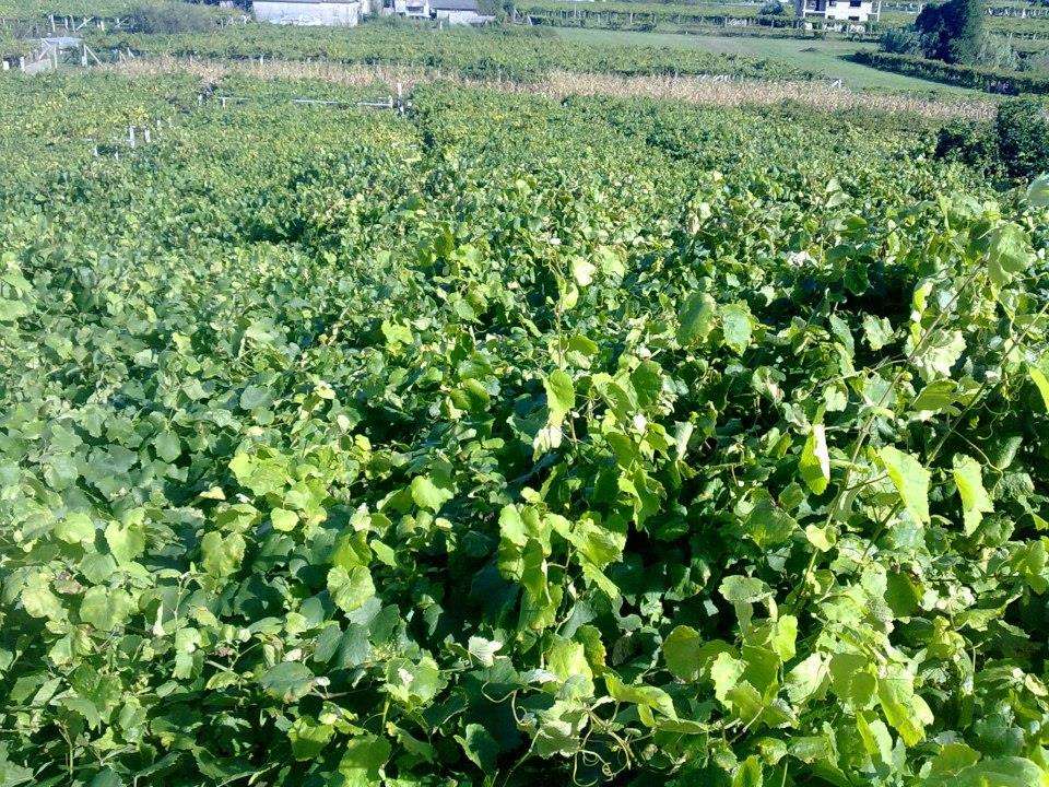 Adegas Terra de Asorei en Meis