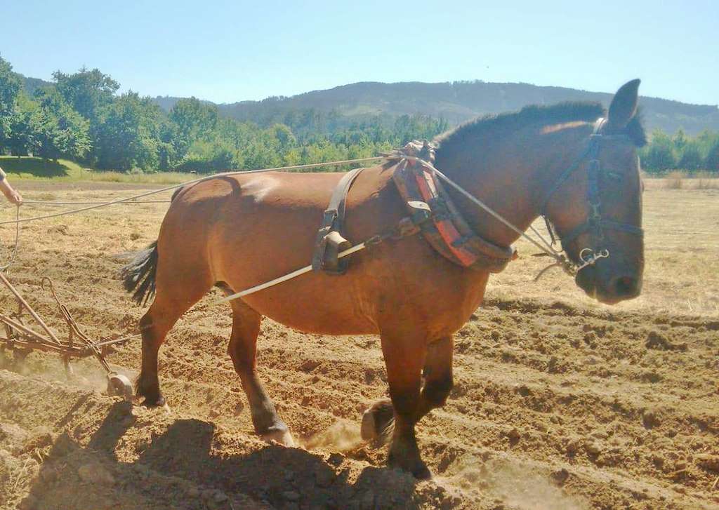 Asociación Galega de Tracción Animal en Lobios