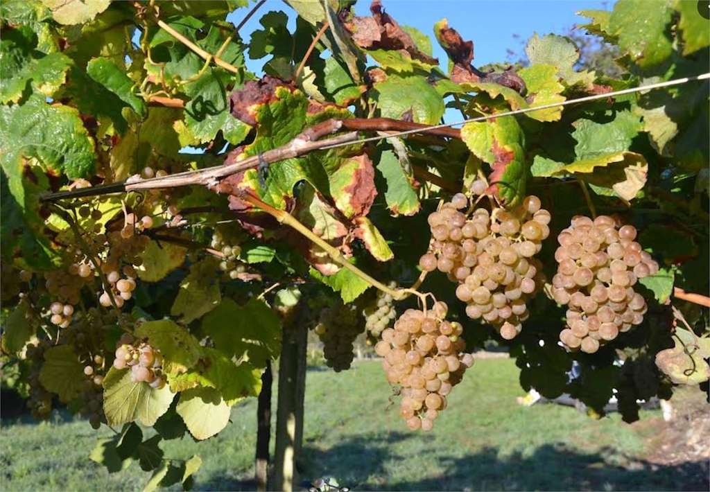 Bodega 1537 Terra en O Rosal