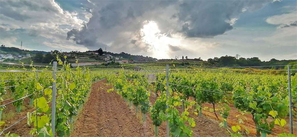 Bodega A Portela SAT en Beade