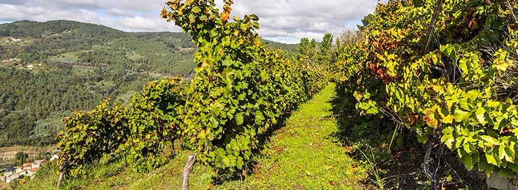 Bodega Adega do Mollón en Nogueira de Ramuín