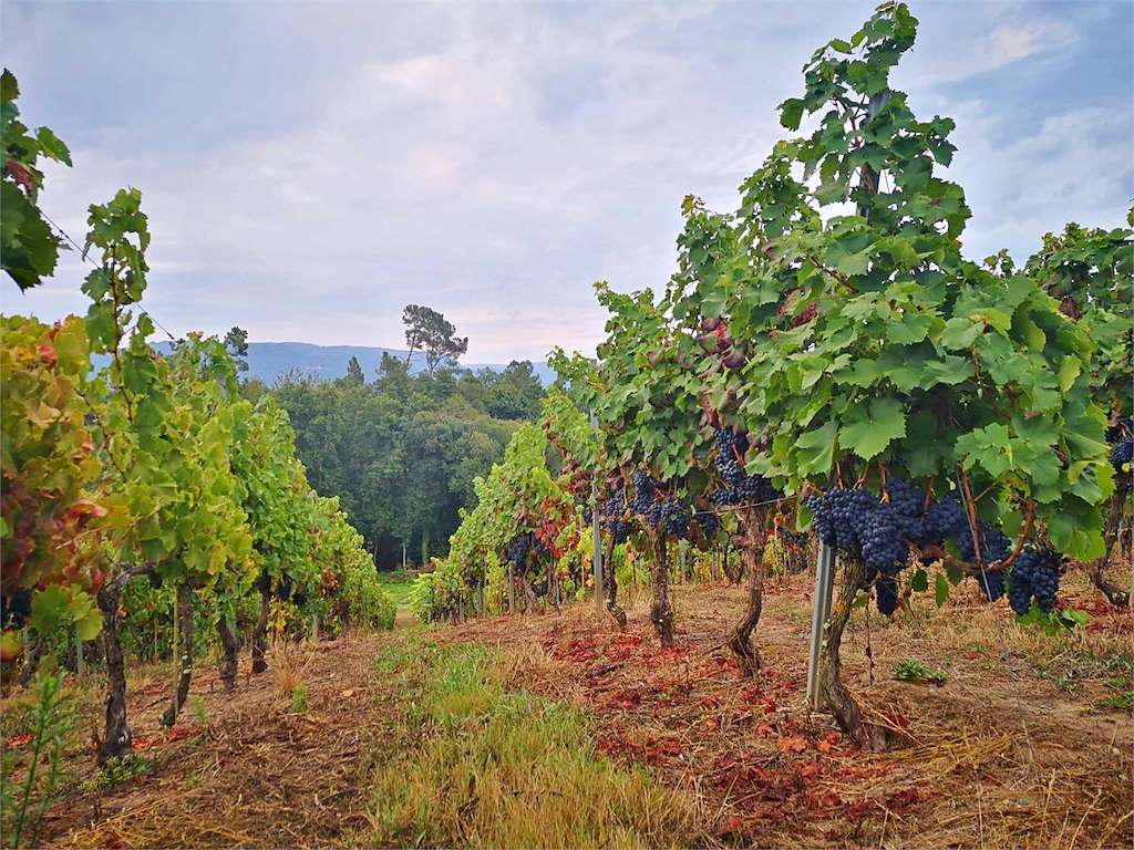 Bodega Adega Ferreiros en Coles