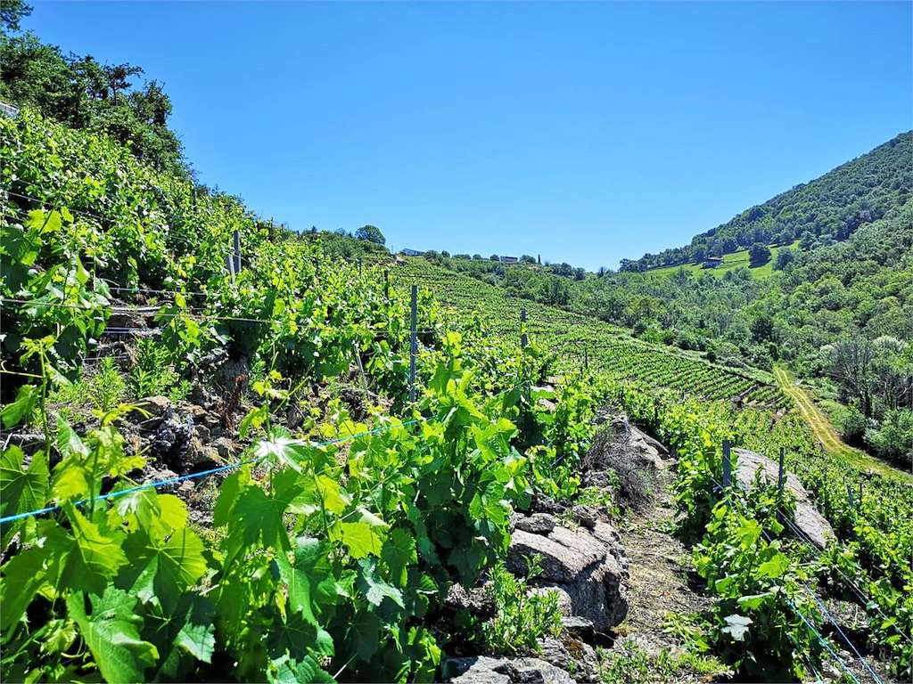 Bodega Adega Sollío en A Teixeira