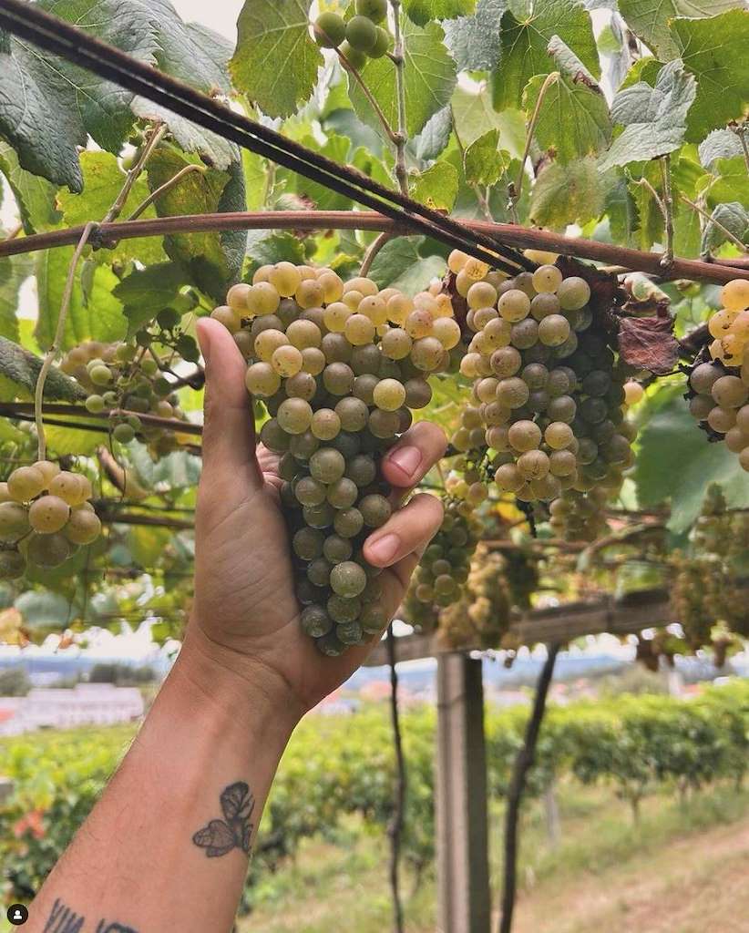 Bodega Adegas Dona Paca en Chantada