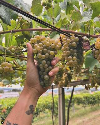 Bodega Adegas Dona Paca