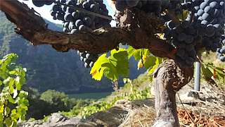 Bodega Alouviño