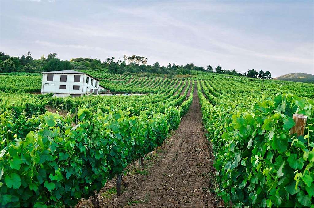 Bodega D´Berna en Vilamartín de Valdeorras