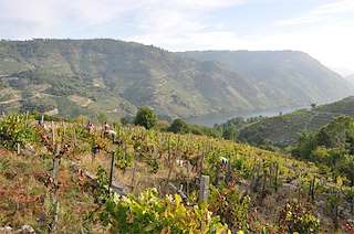 Fechas, información, programa, cartel, imágenes, mapa y ubicación de Bodega Ronsel do Sil