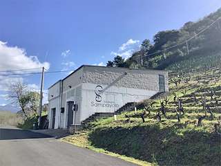 Bodega Sampayolo