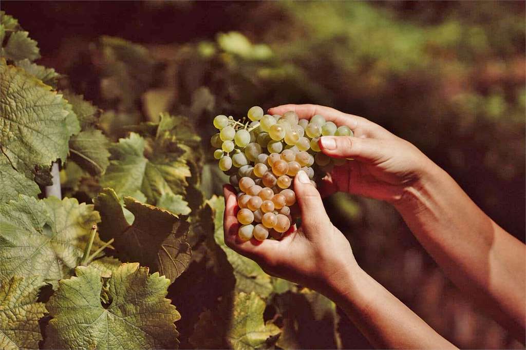 Bodega D'Vagar en Leiro