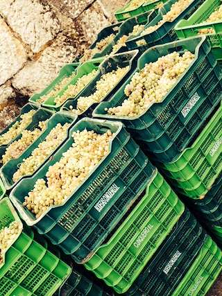 Fechas, información, programa, cartel, imágenes, mapa y ubicación de Bodegas Cunqueiro  en  Castrelo de Miño