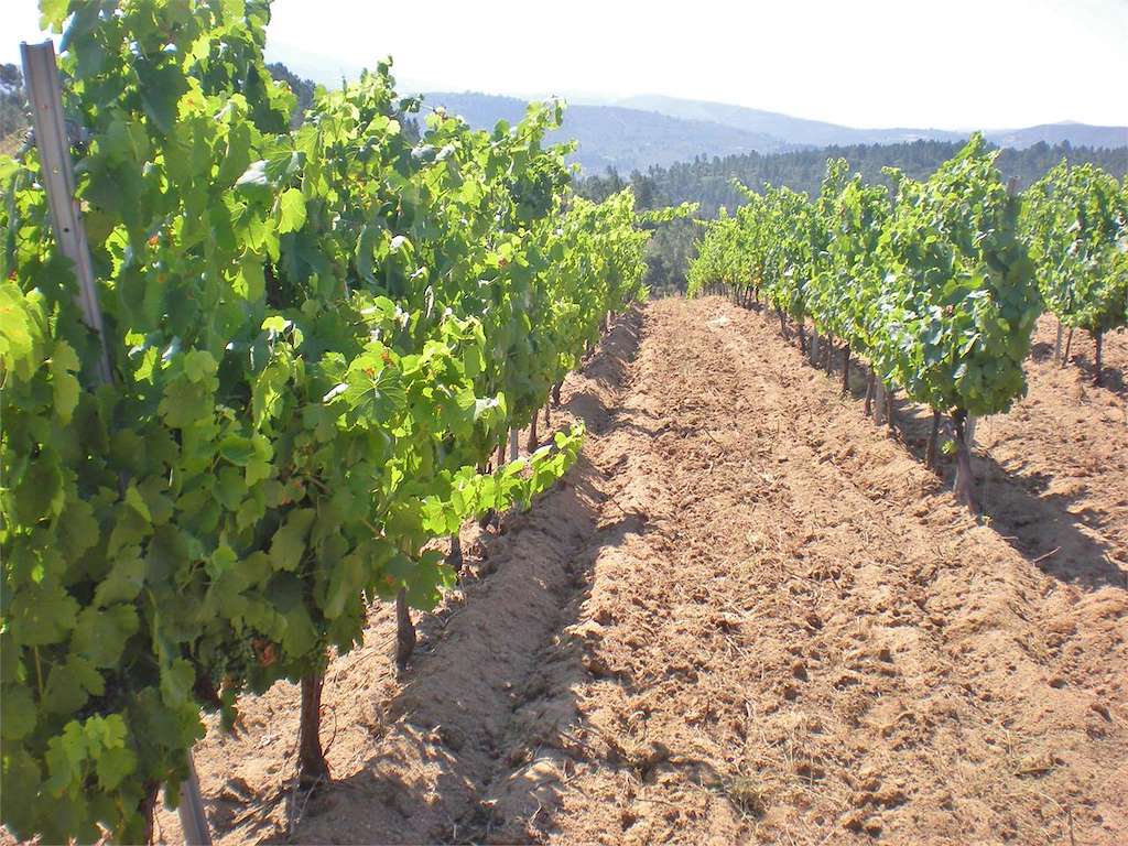 Bodegas Ruchel en Vilamartín de Valdeorras