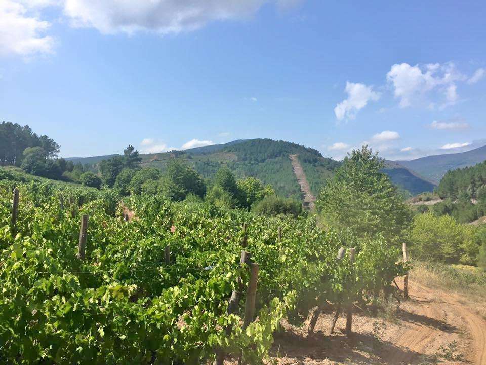 Bodegas Santa Marta, SAT en Vilamartín de Valdeorras