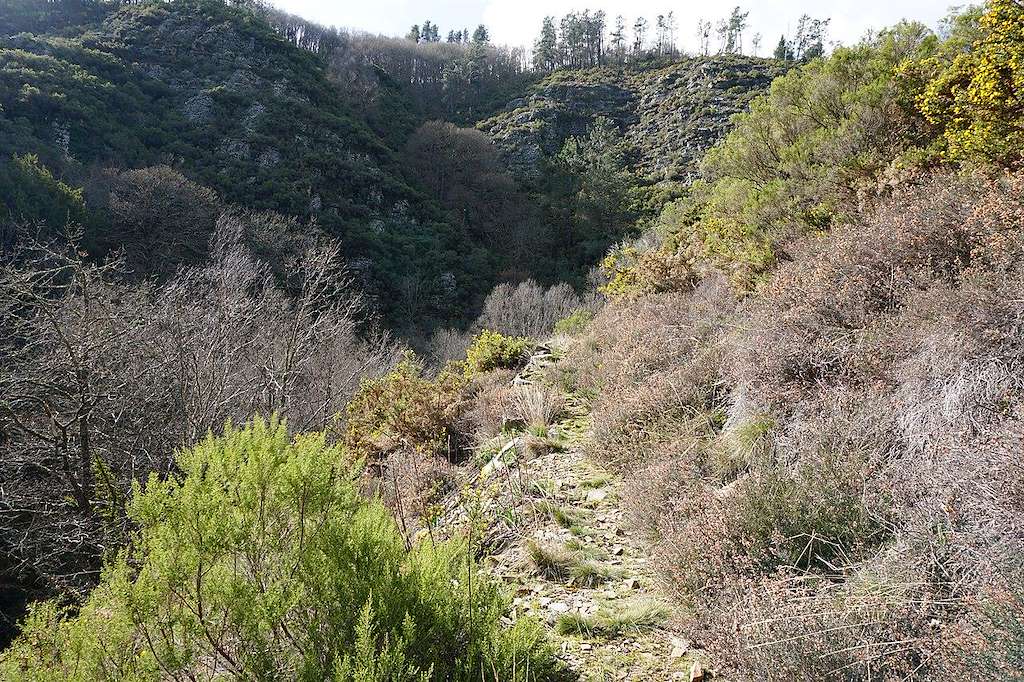 Bosque de Carballido en A Fonsagrada