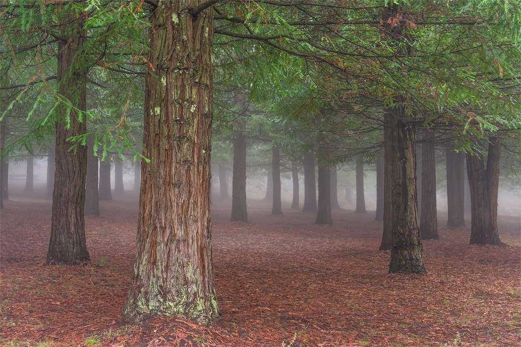 Bosque de Secuoyas en Poio