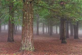 Bosque de Secuoyas