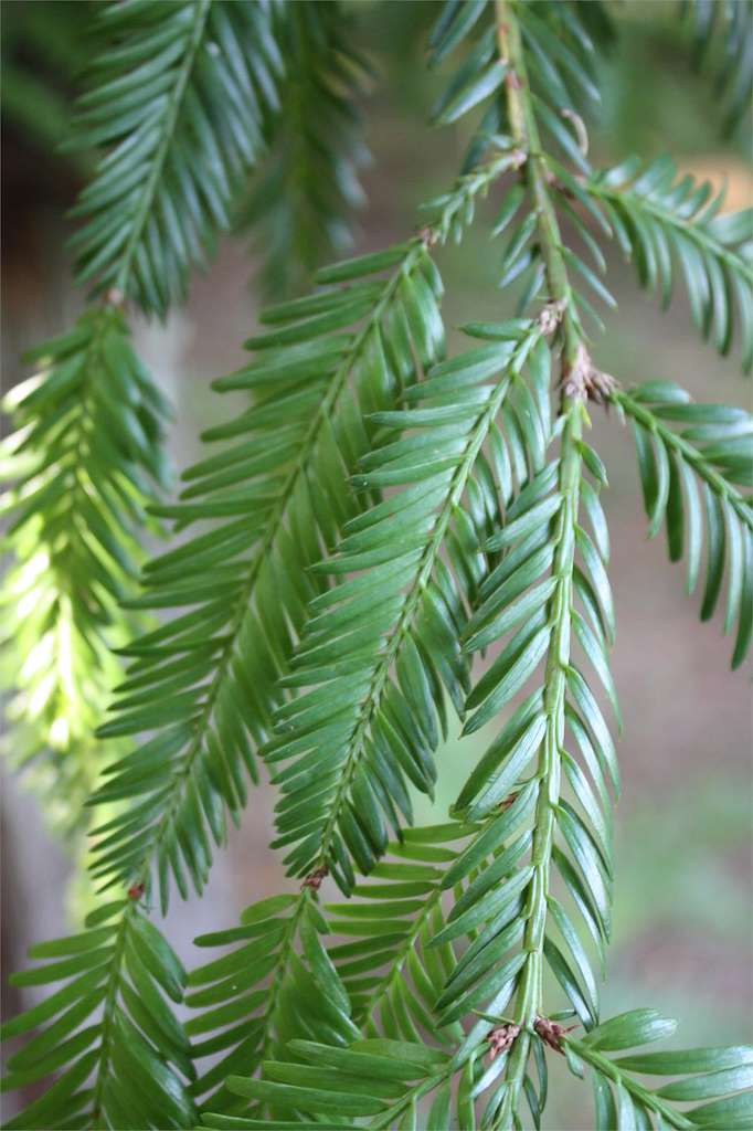 Bosque de Secuoyas en Poio