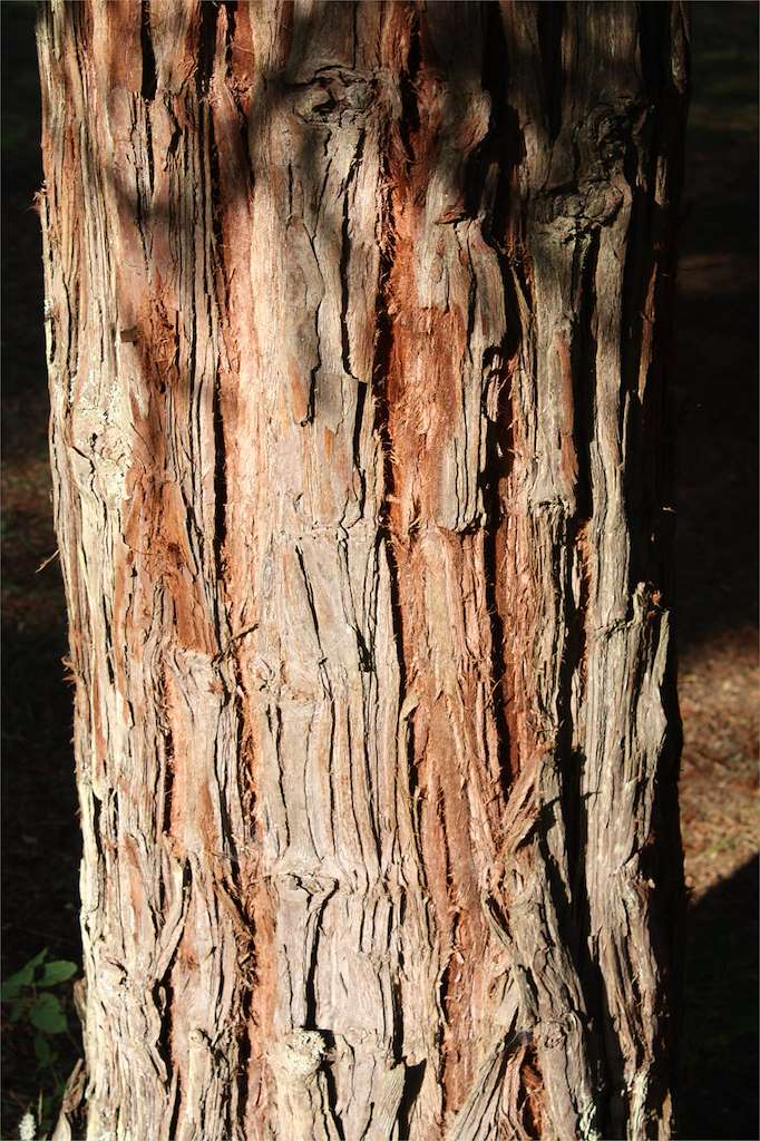 Bosque de Secuoyas en Poio