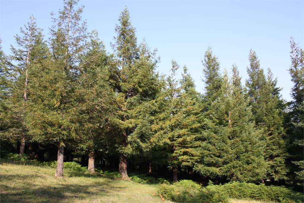 Bosque de Secuoyas en Poio