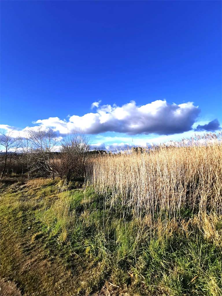 Brañas de Laiño en Dodro