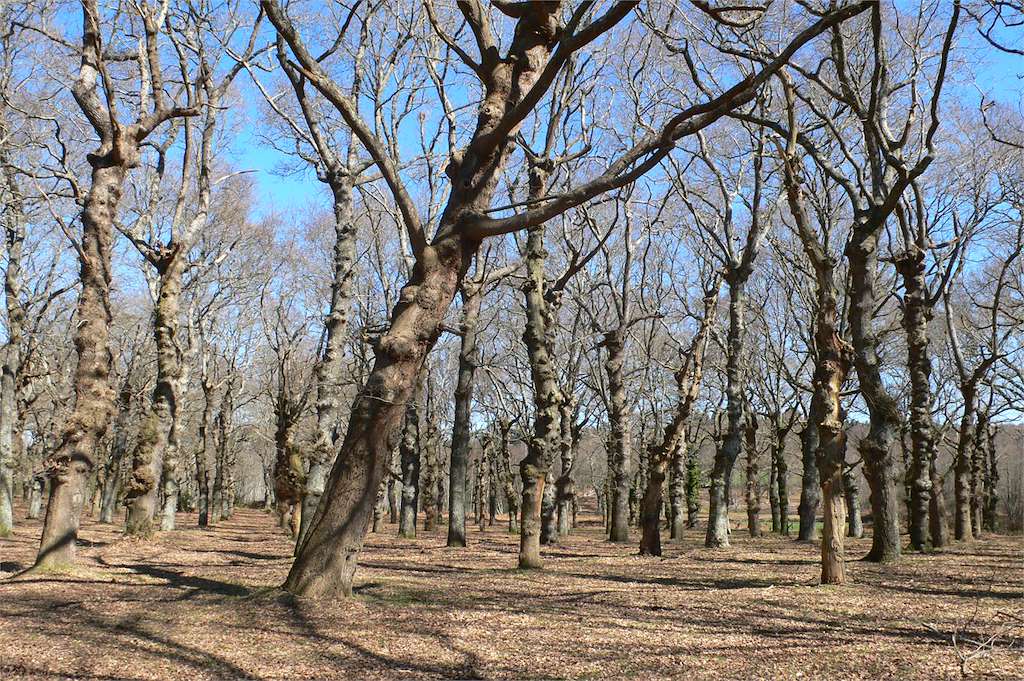 Carballeira de Barcia en Lalín