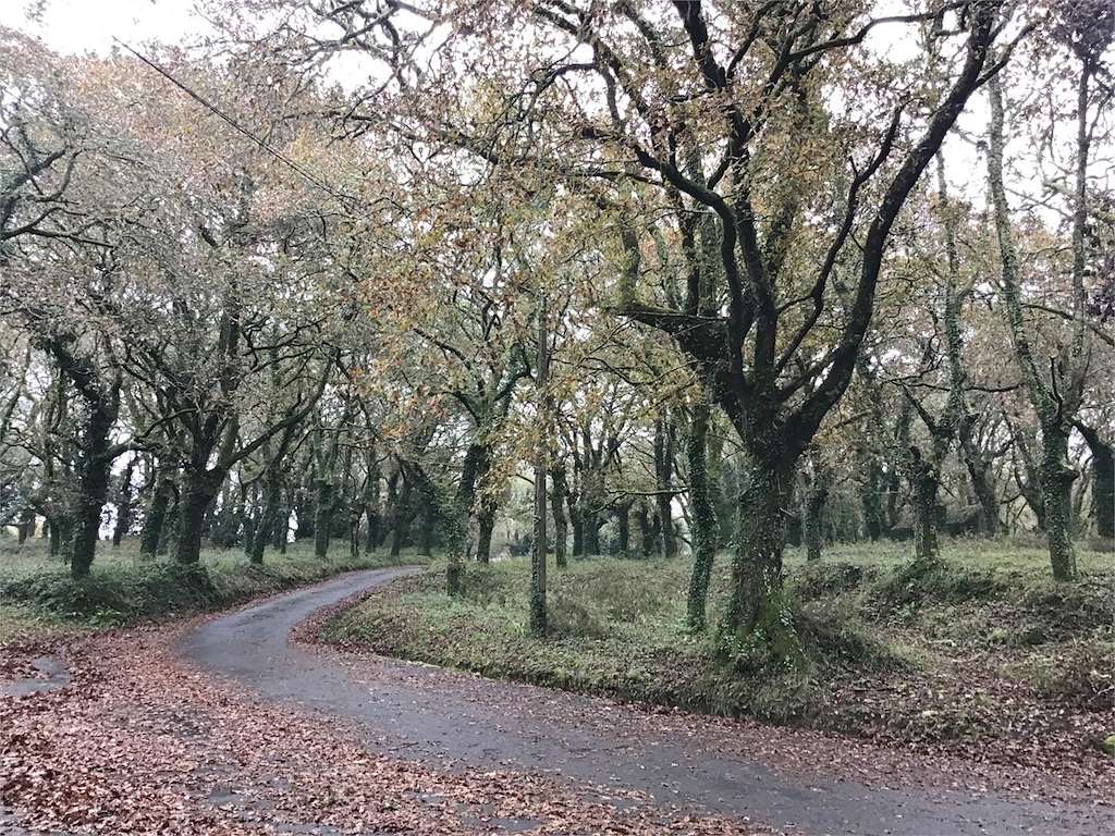 Carballeira de San Cibrán  en A Baña