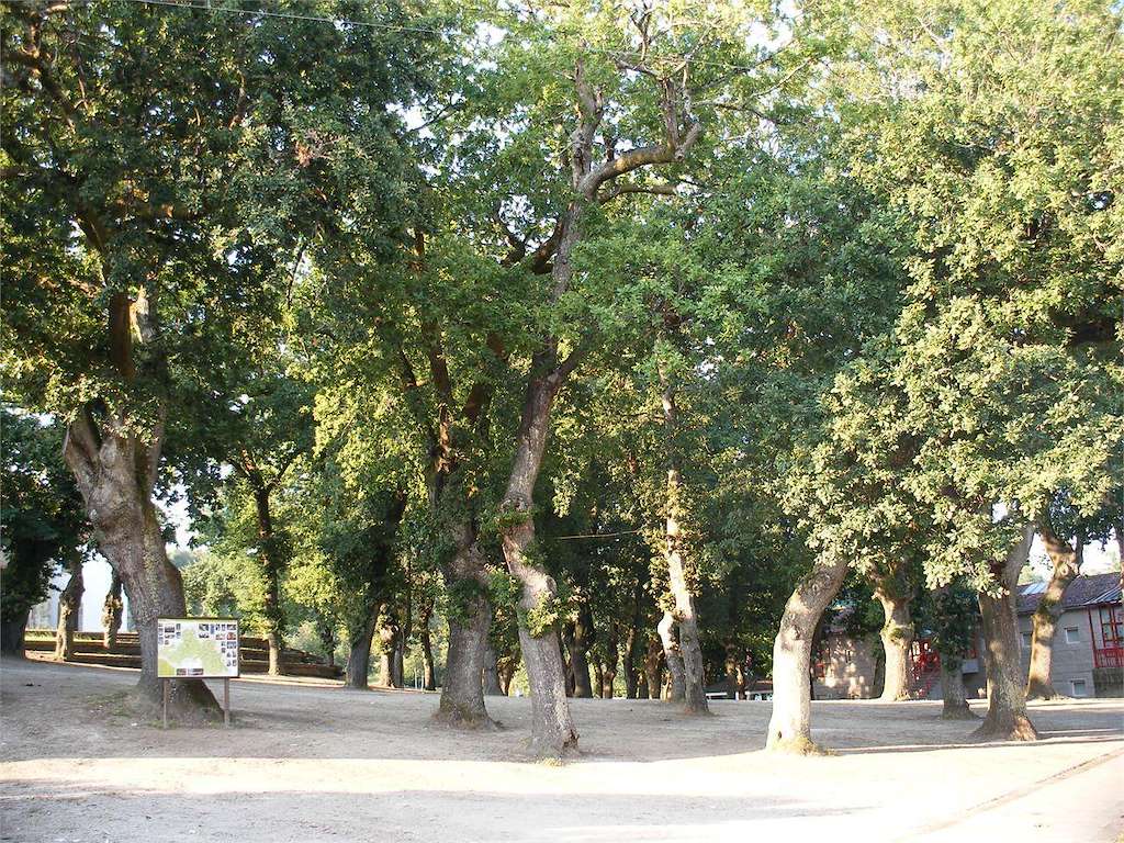 Carballeira de Santa Minia en Brión