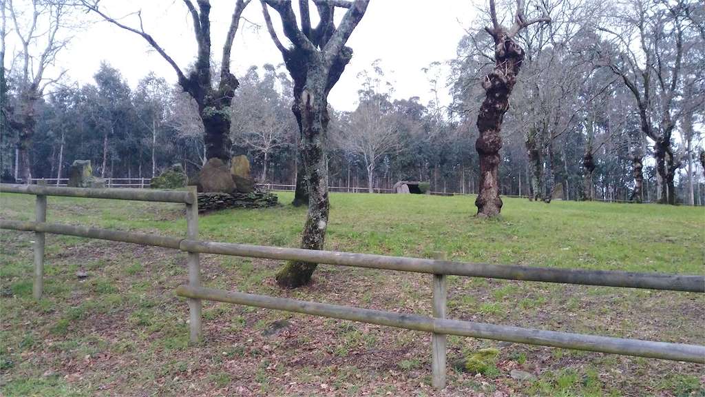Carballeira de Suso en O Pino