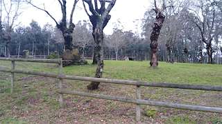 Fechas, información, programa, cartel, imágenes, mapa y ubicación de Carballeira de Suso  en  O Pino