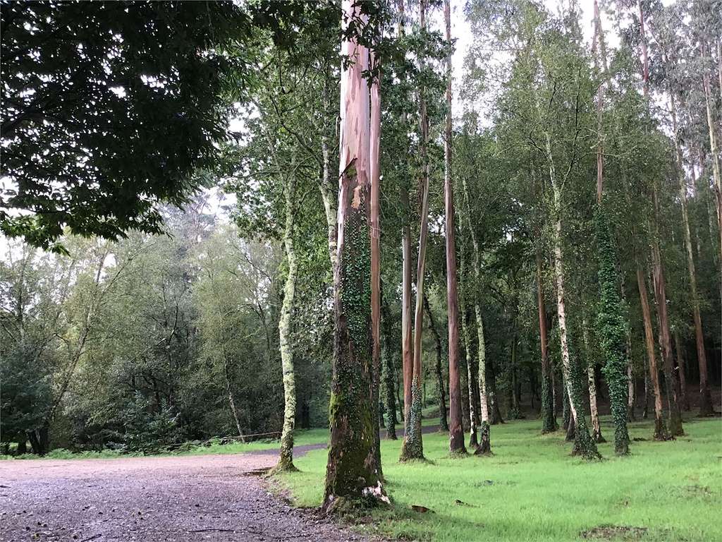 Carballeira de Velar en Zas
