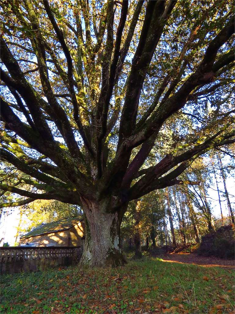Carballo de Luxís en Castro de Rei