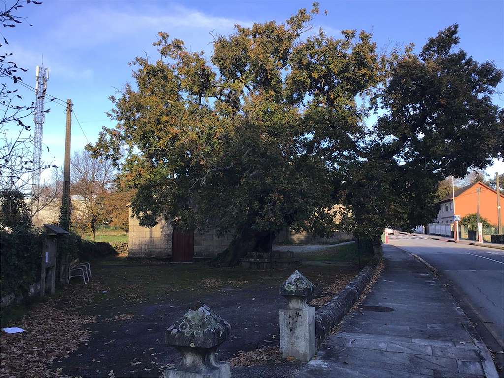Carballo de Santa Margarida  en Pontevedra