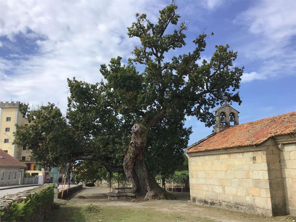 Carballo de Santa Margarida  en Pontevedra