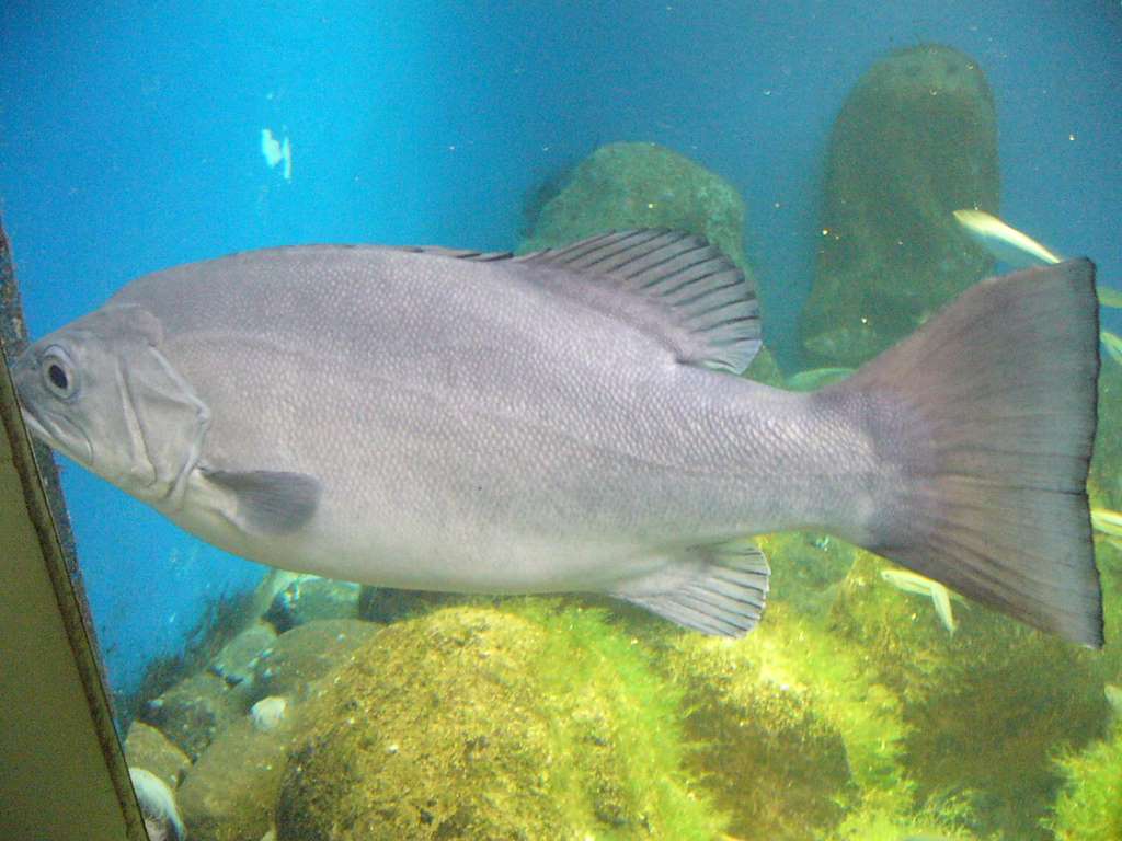 Casa de los Peces - Aquarium Finisterrae en A Coruña
