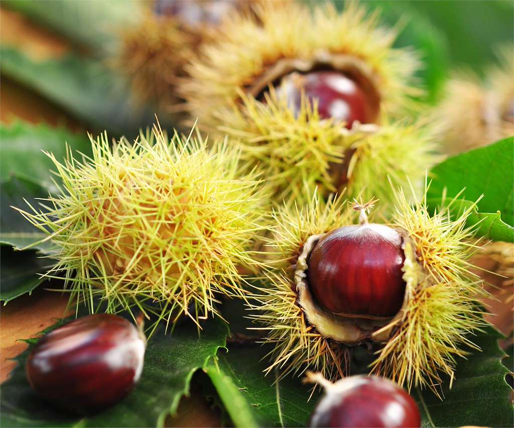 Castañas y Magosto...