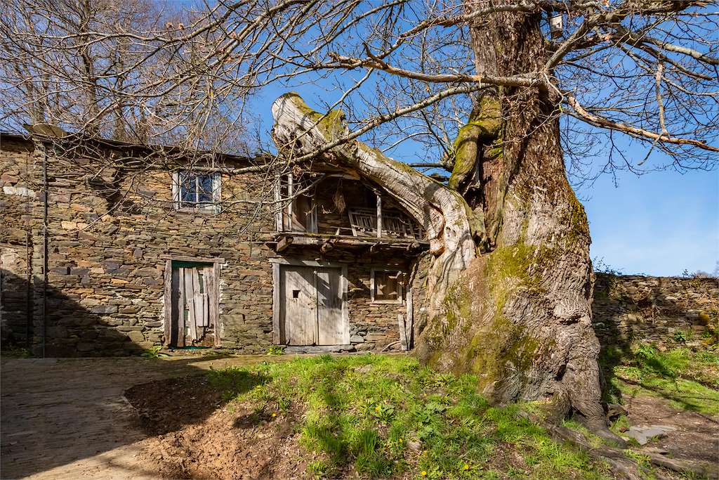 Castaño de Ramil en Triacastela