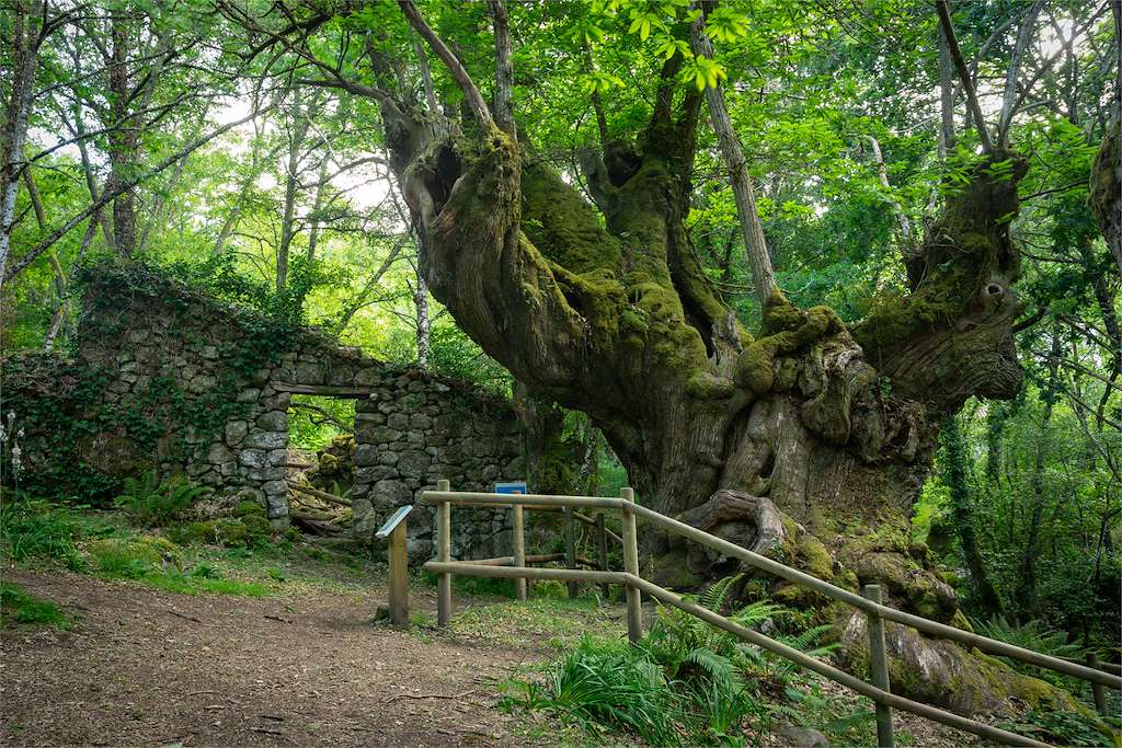 Castiñeiro de Entrambosríos en Parada de Sil