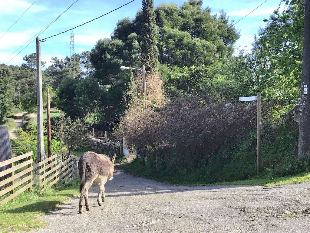 Castro Alto dos Cubos en Tui