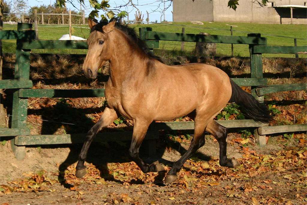 Centro Ecuestre Camiño de Santiago en Sarria