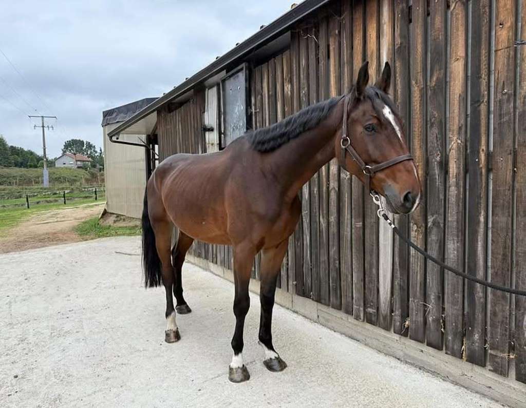 CR Sport Horses en Abegondo