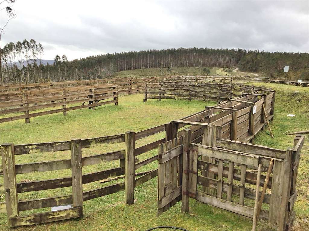 Curro das Sete Fontes en Friol