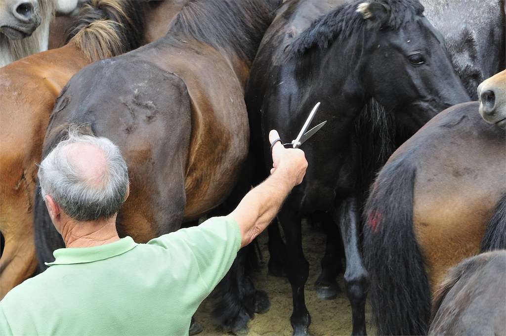 Curro de A Valga (2026) en Oia