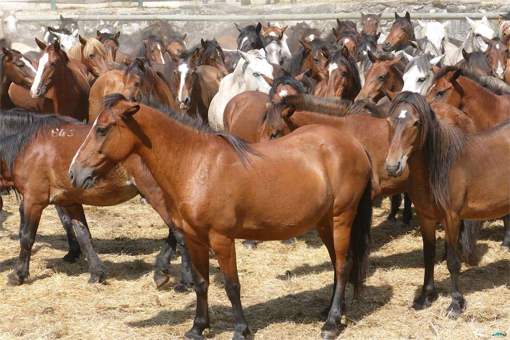 Curro de Amil en Moraña