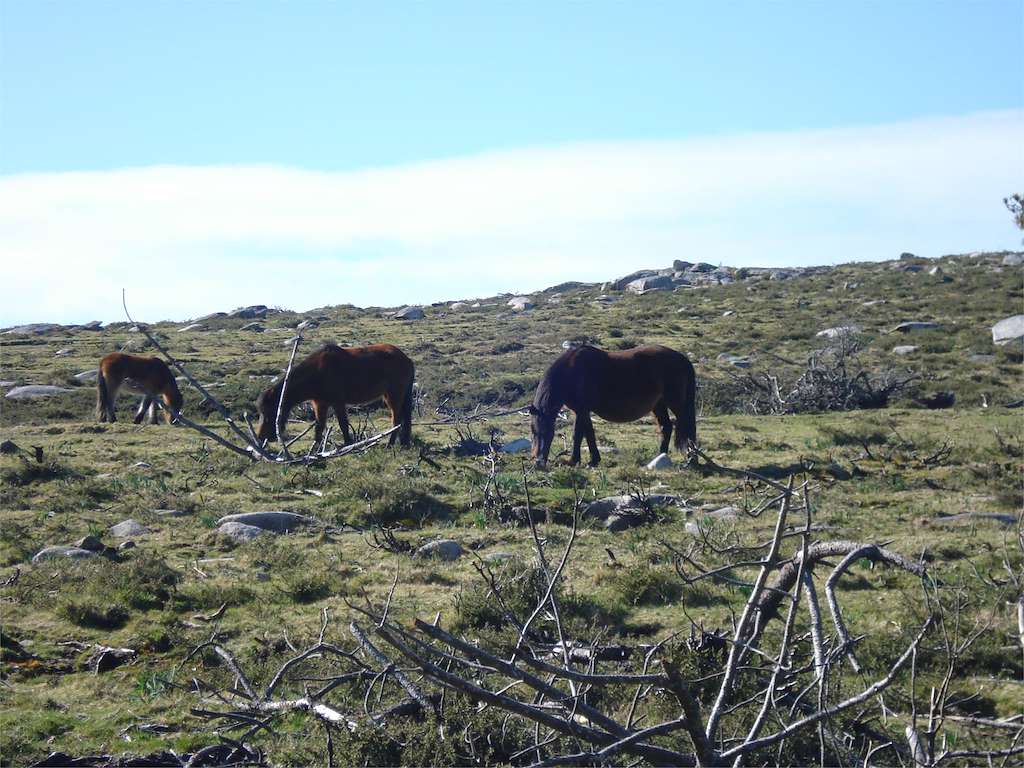 Curro de Torroña (2026) en Oia