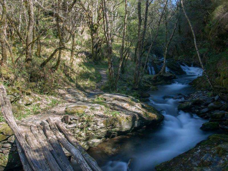 Devesa da Rogueira en Folgoso do Courel