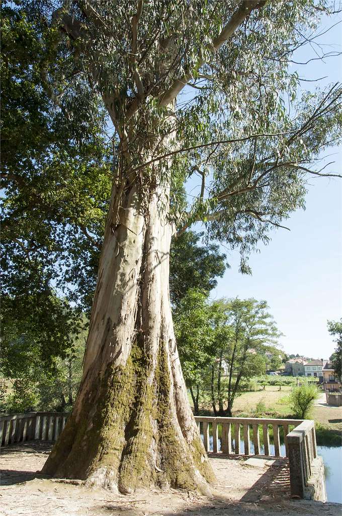 El Jardín y la Carballeira de Caldas en Caldas de Reis