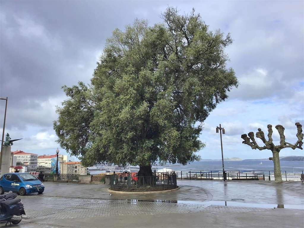 El Olivo en Vigo