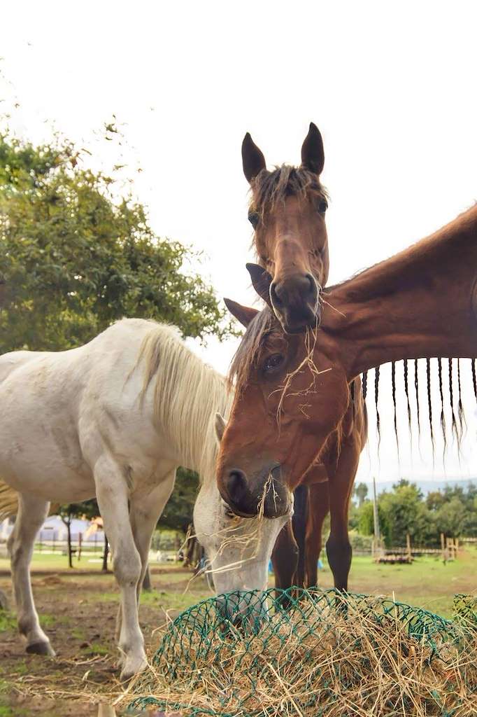 Equitación O Casal en Pontevedra